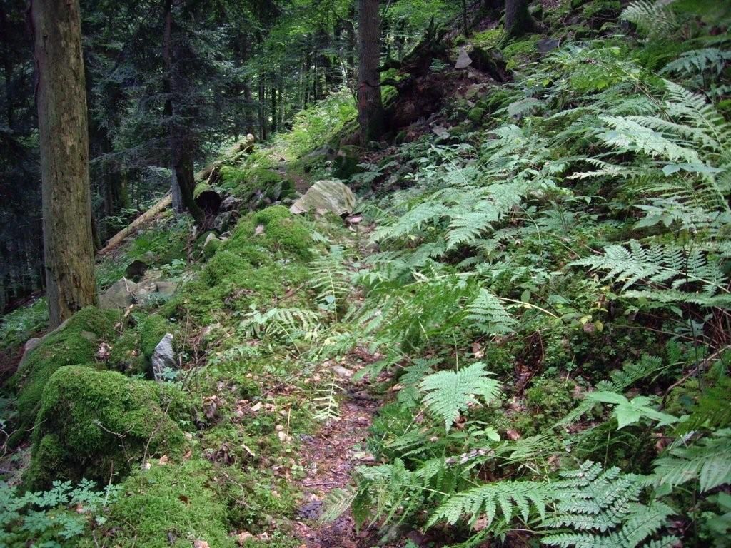 Wandern, Spazieren